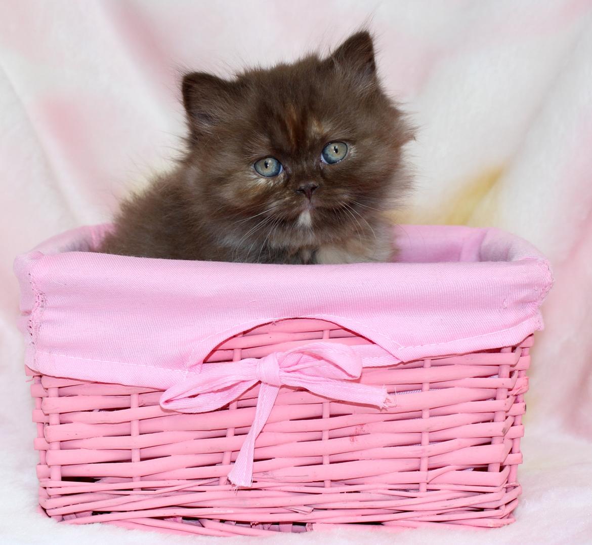 British Longhair Coco billede 42