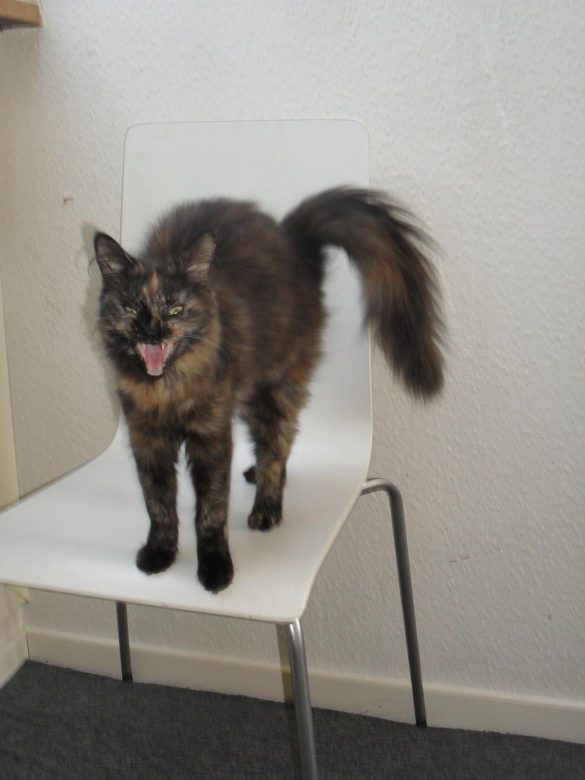 Maine Coon Kirby - 19/3   hun er bare ved at gabe, men syntes hun ser gal ud  billede 18