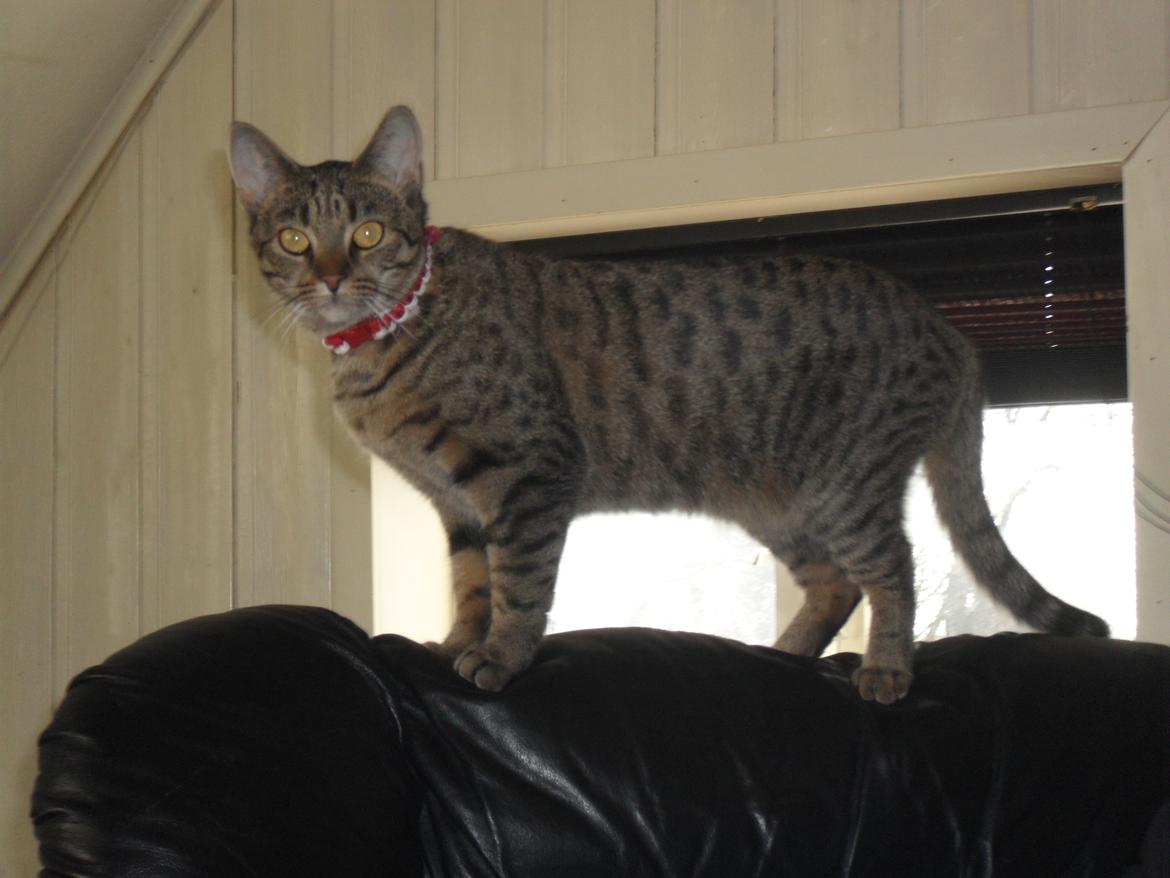 Huskat Nala - 19/3-16 billede 12