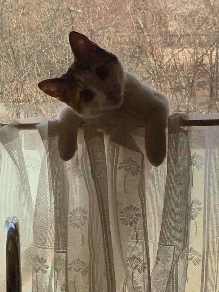 Huskat Viola billede 7