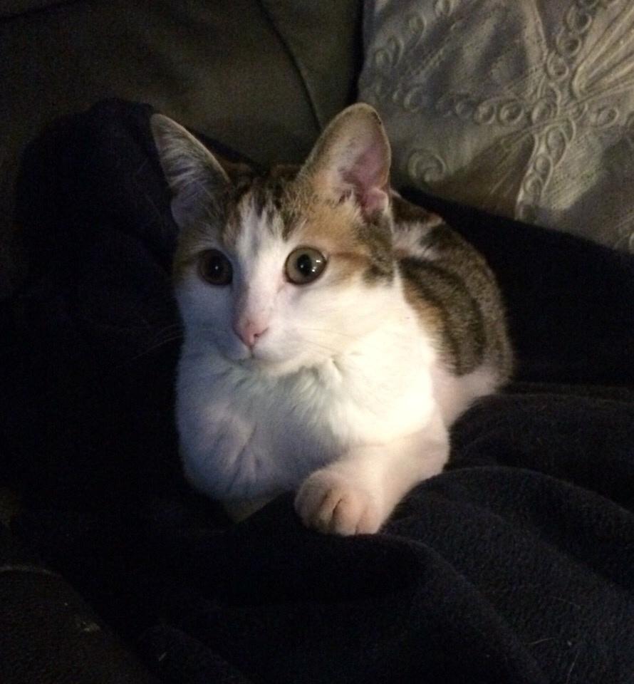 Huskat Viola billede 6