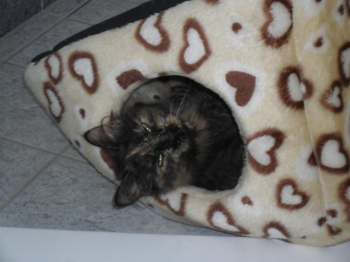 Maine Coon Kirby - 20/3 ligger lige og sover mor billede 17