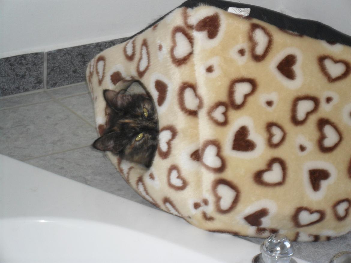 Maine Coon Kirby - 203-16 Kirby vender hulen om på hovedet, så vil hun ligge i den  billede 50