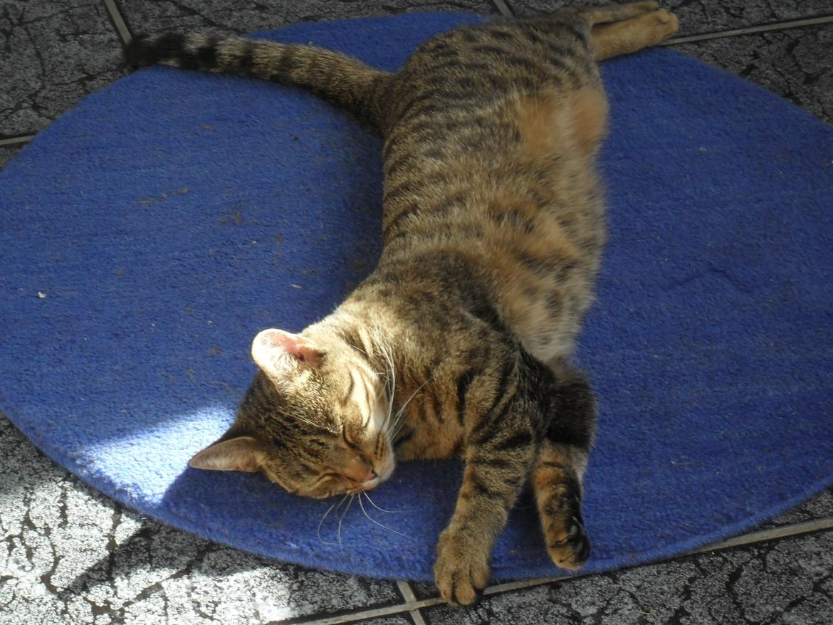 Huskat Nala - 20/3 - 16 nala sover godt lige i solen  billede 10