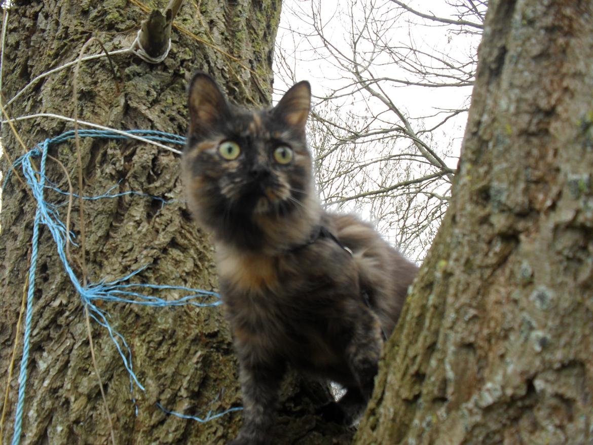 Maine Coon Kirby - 22/3-16  første gang kirby er i et træ. jeg måtte dog både hjælpe hende op, og ned igen, hun er ikke den store klatremus <3 billede 13
