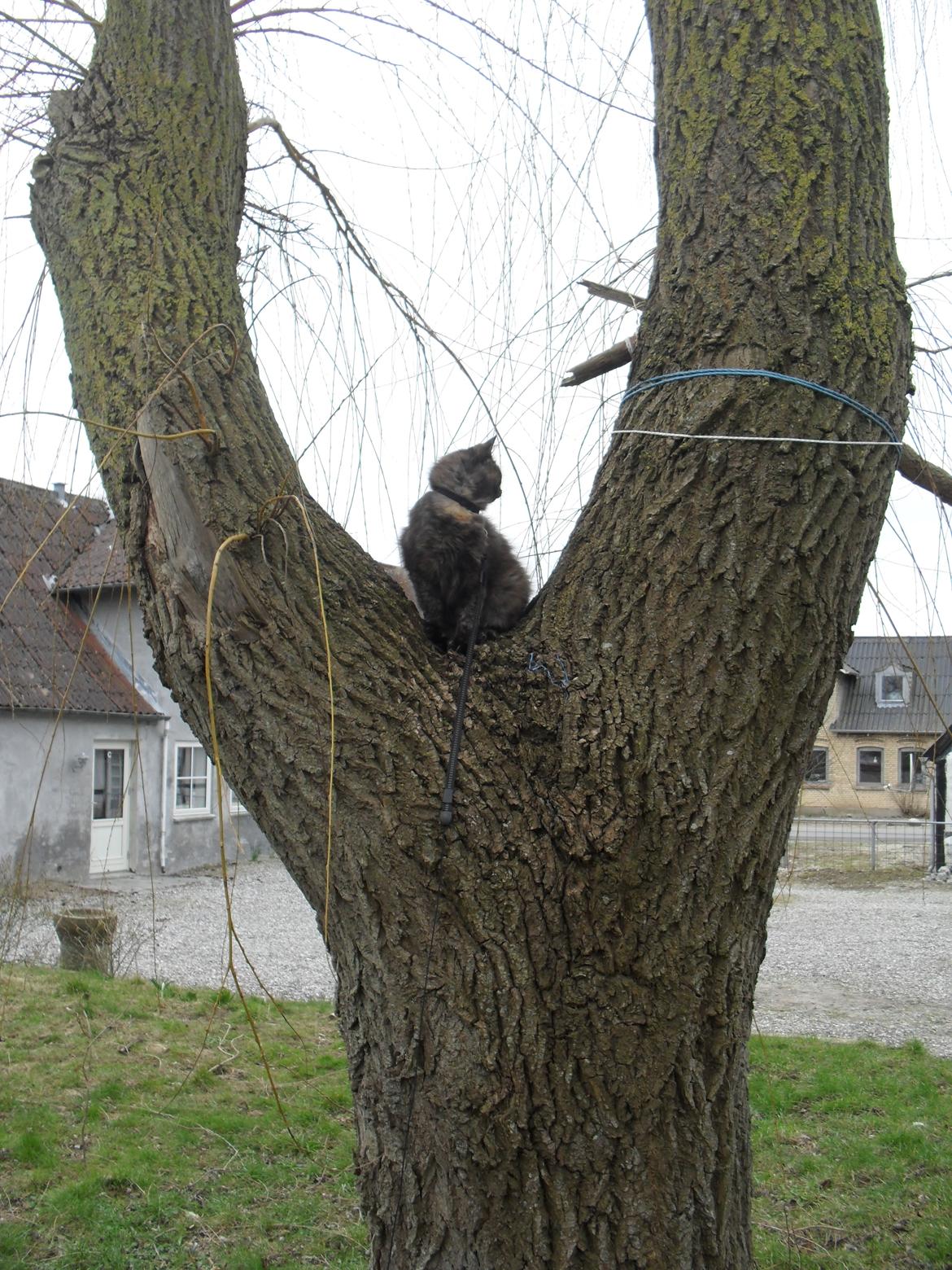 Maine Coon Kirby - 22/3-16  første gang Kirby er oppe i et træ, jeg hjalp hende dog derop billede 16