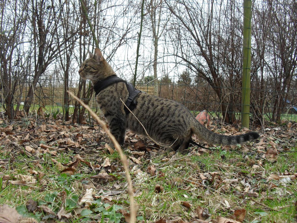 Huskat Nala - 22/3-16 De fugle der flyver rundt deroppe, dem vil jeg gerne op til siger Nala billede 11