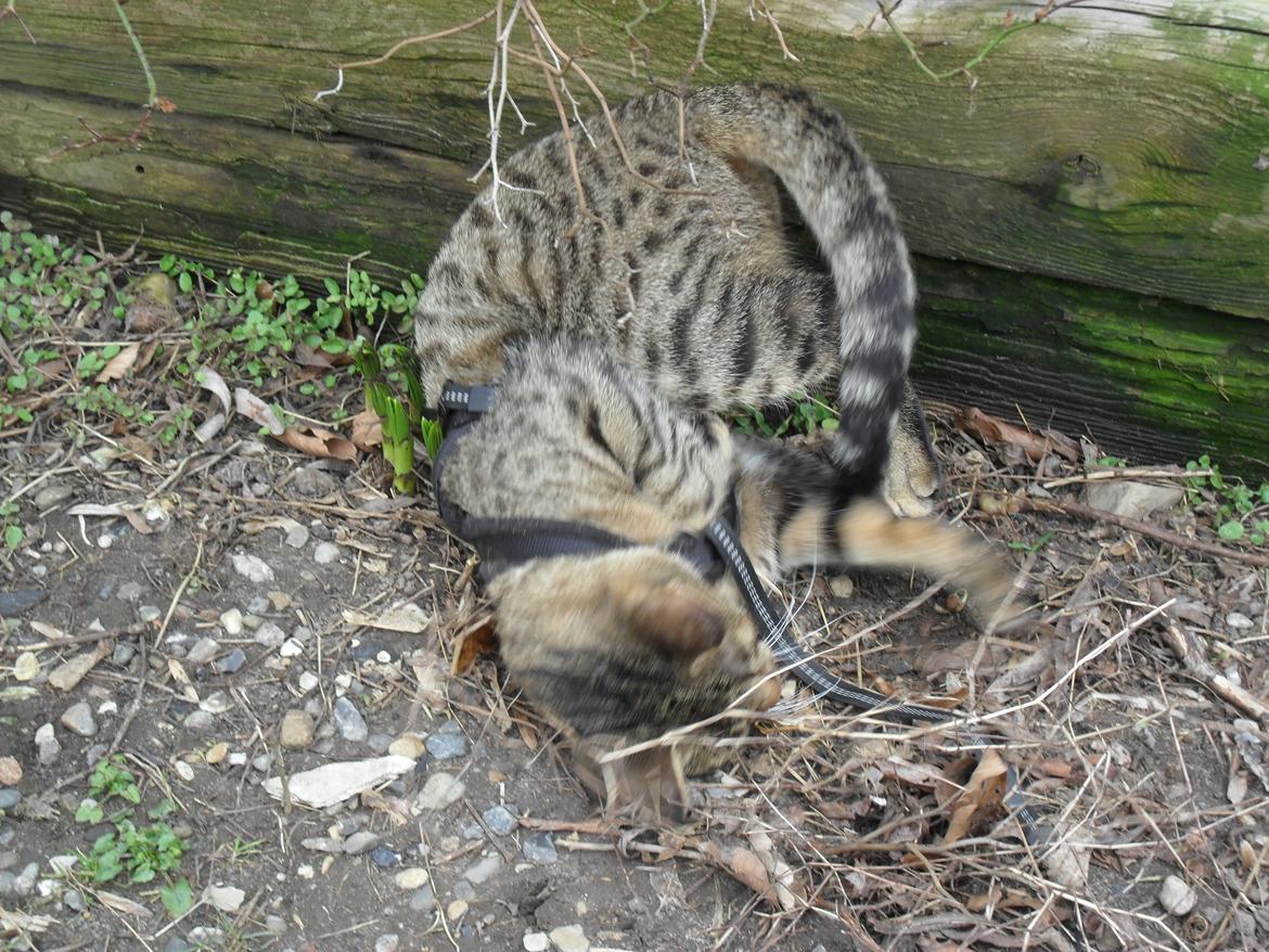 Huskat Nala - 22/3-16  Der var en rigtig god duft lige her, så den skal der rulles i billede 19