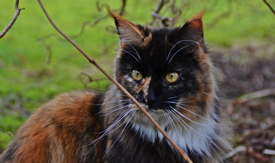 Maine Coon DK Nimrodel's Lúthien billede 14