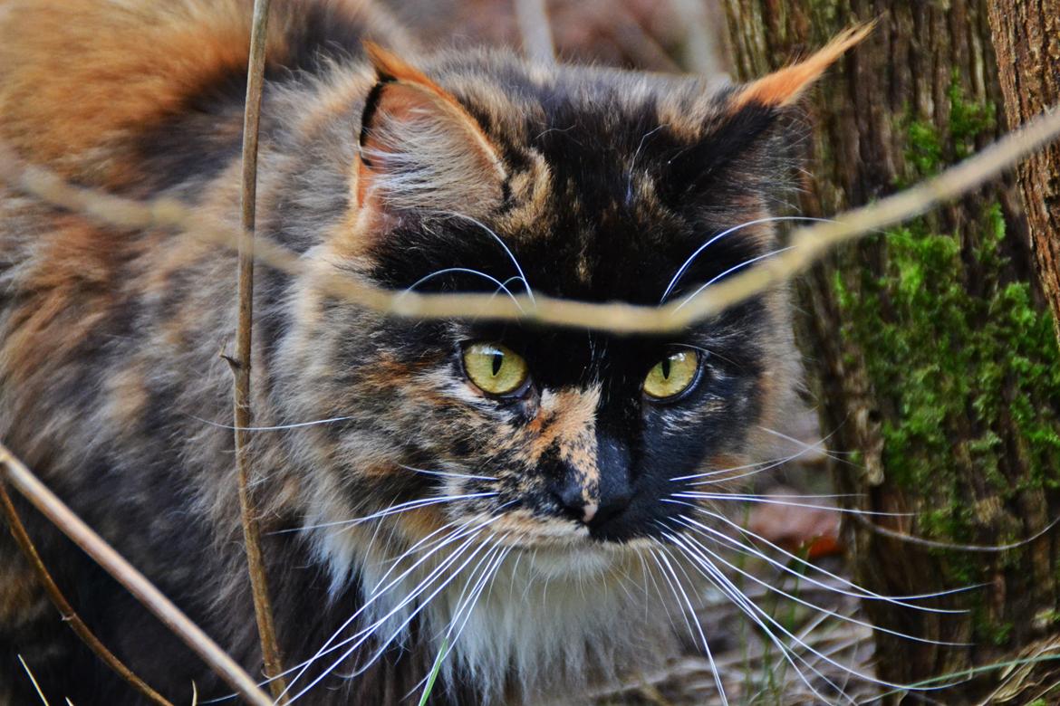 Maine Coon DK Nimrodel's Lúthien billede 23