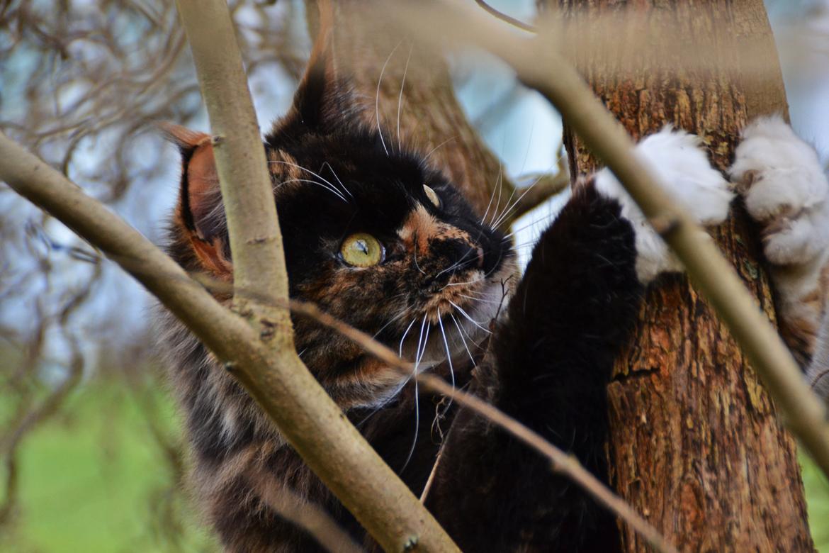 Maine Coon DK Nimrodel's Lúthien billede 8
