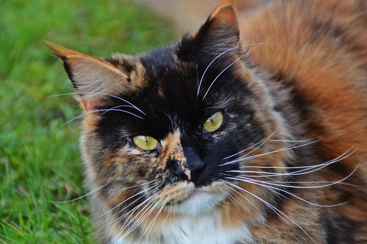 Maine Coon DK Nimrodel's Lúthien billede 2