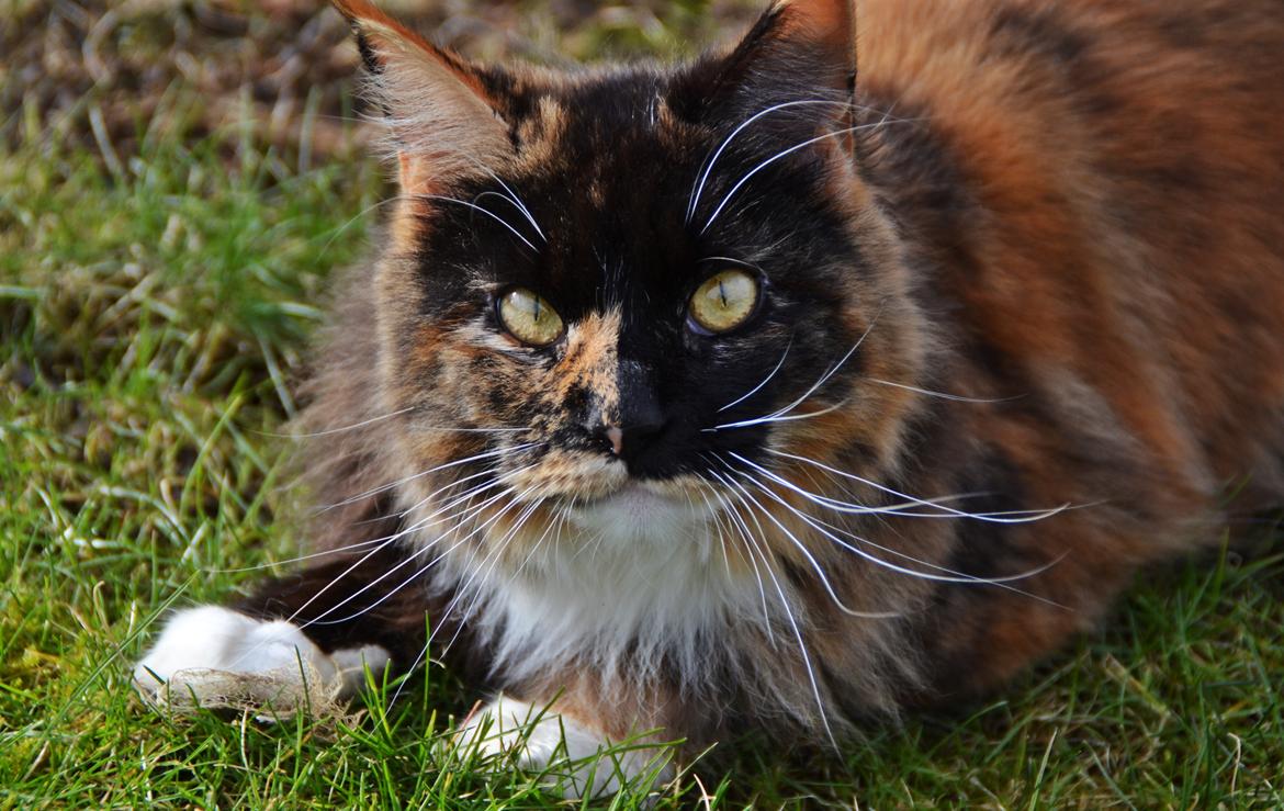 Maine Coon DK Nimrodel's Lúthien billede 19