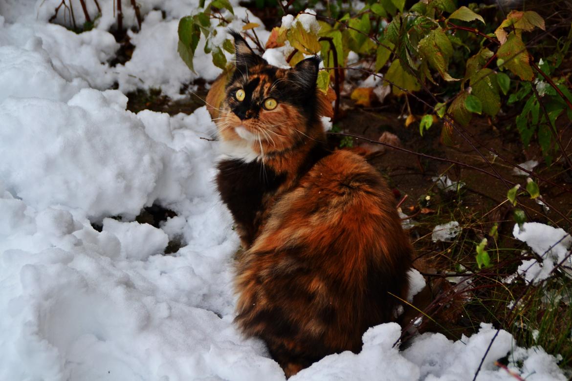 Maine Coon DK Nimrodel's Tauriel  billede 30