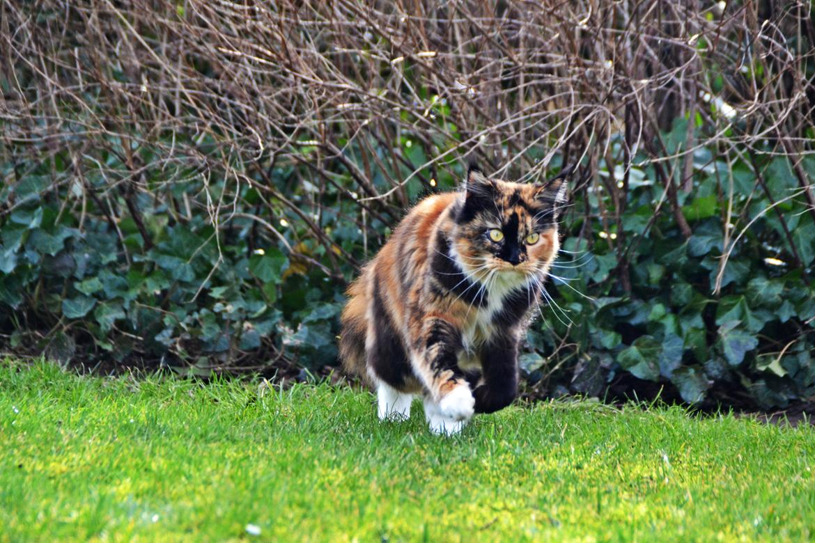 Maine Coon DK Nimrodel's Tauriel  billede 7