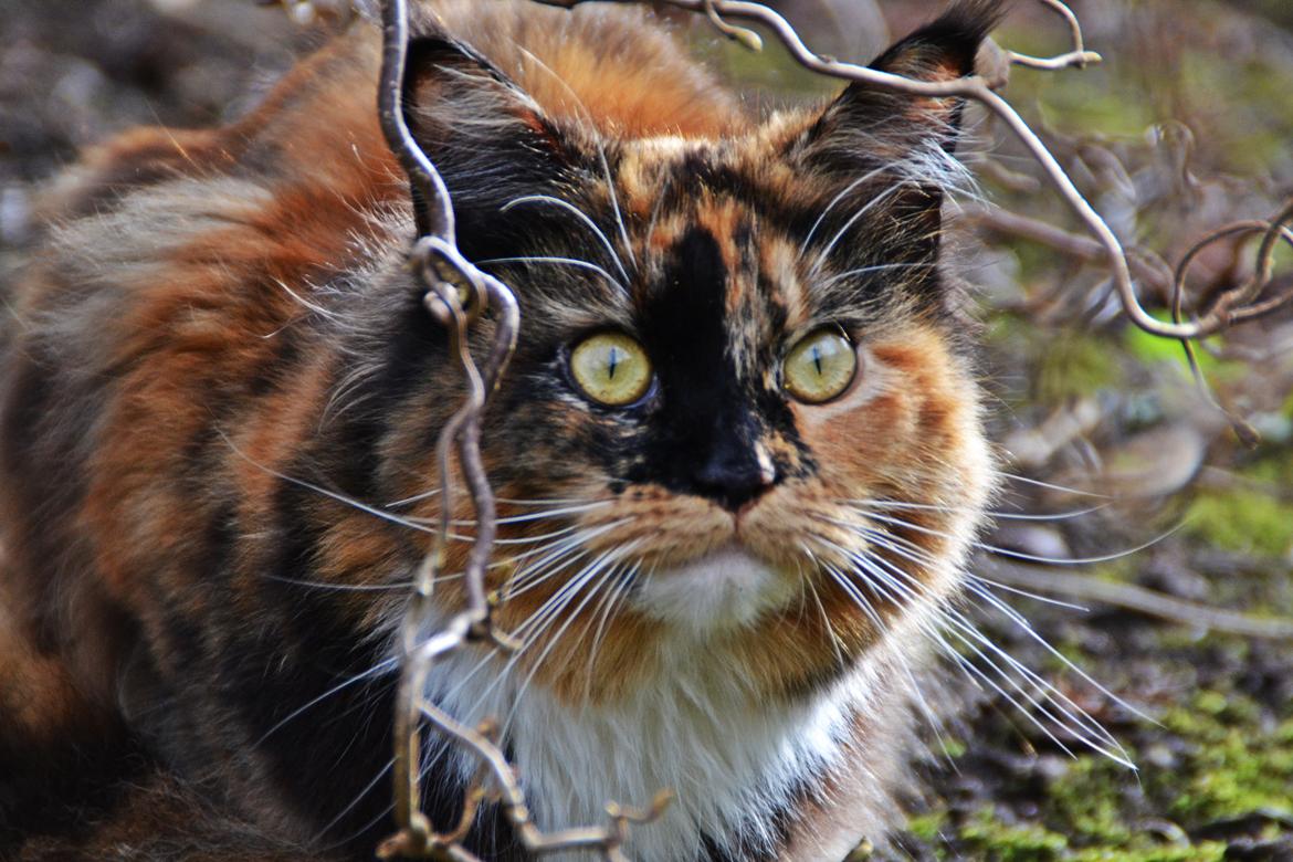 Maine Coon DK Nimrodel's Tauriel  billede 2