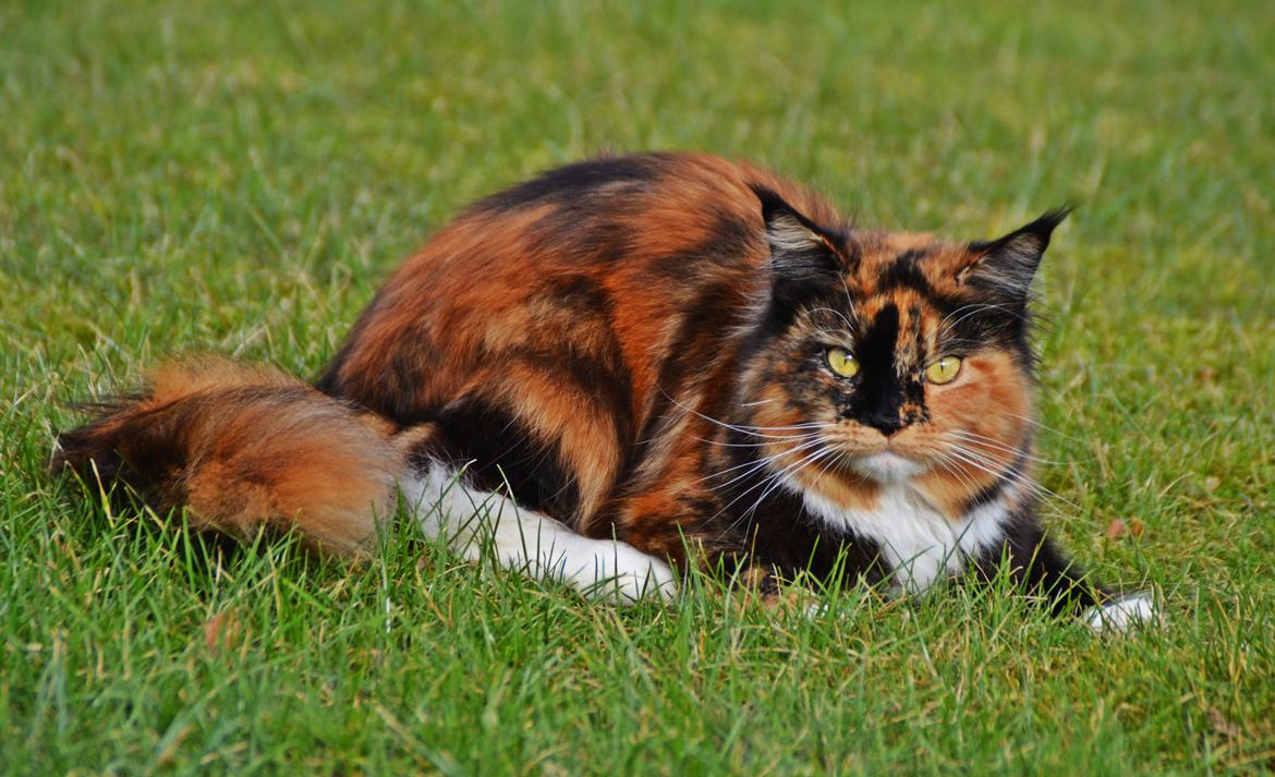 Maine Coon DK Nimrodel's Tauriel  billede 25