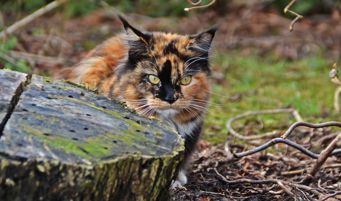 Maine Coon DK Nimrodel's Tauriel  billede 31