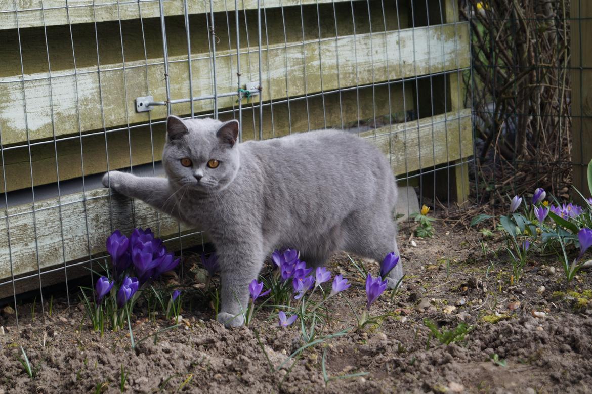 British Shorthair Guddi(Petrines Gurli) billede 20