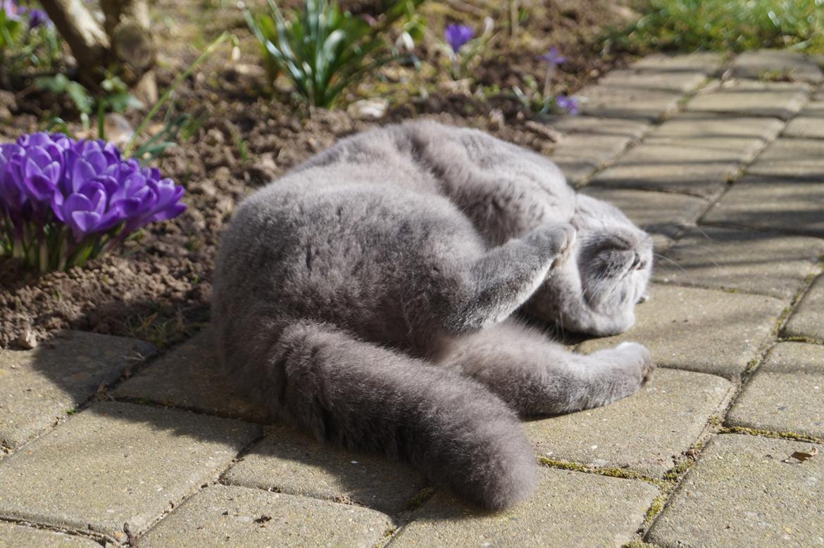 British Shorthair Guddi(Petrines Gurli) billede 28