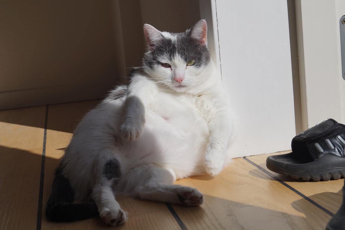 Huskat Musse billede 7