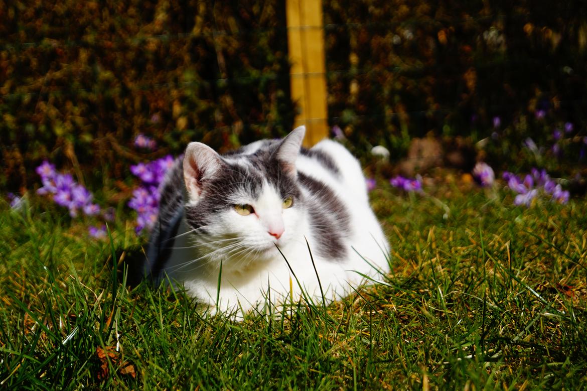 Huskat Musse billede 3