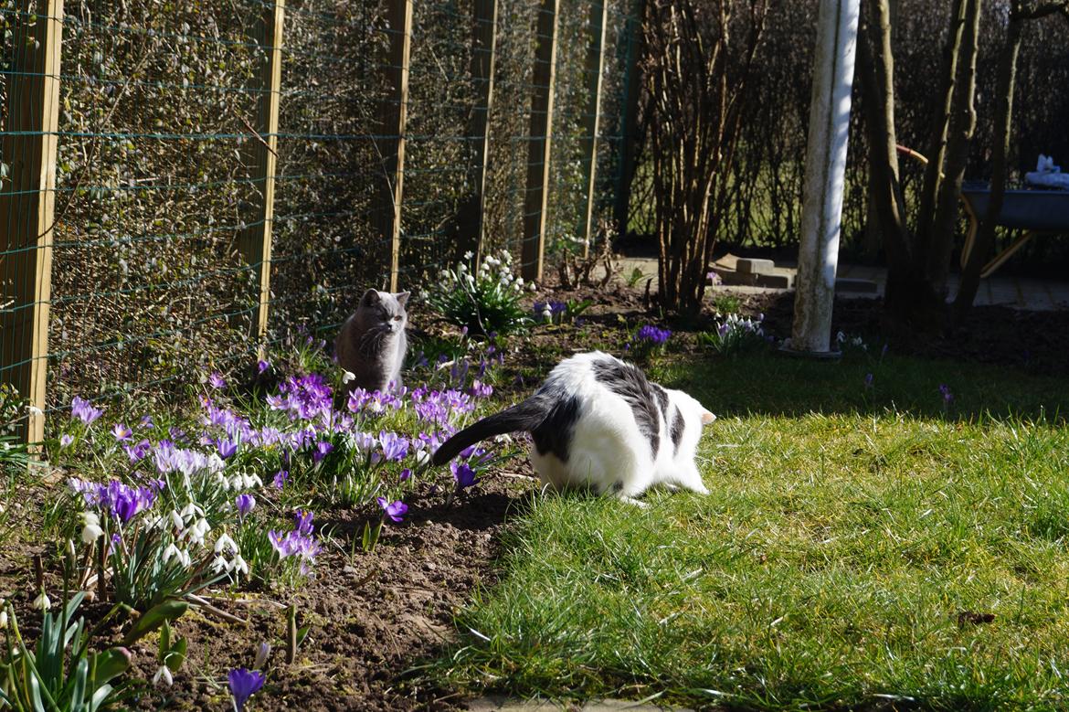 Huskat Musse billede 5