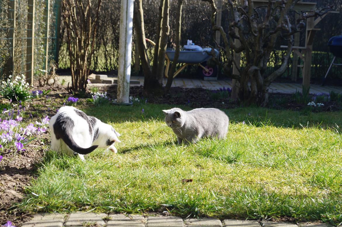 British Shorthair Guddi(Petrines Gurli) billede 29