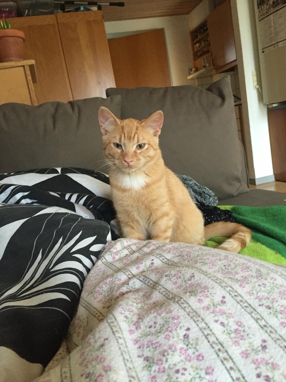 Huskat Louie billede 1