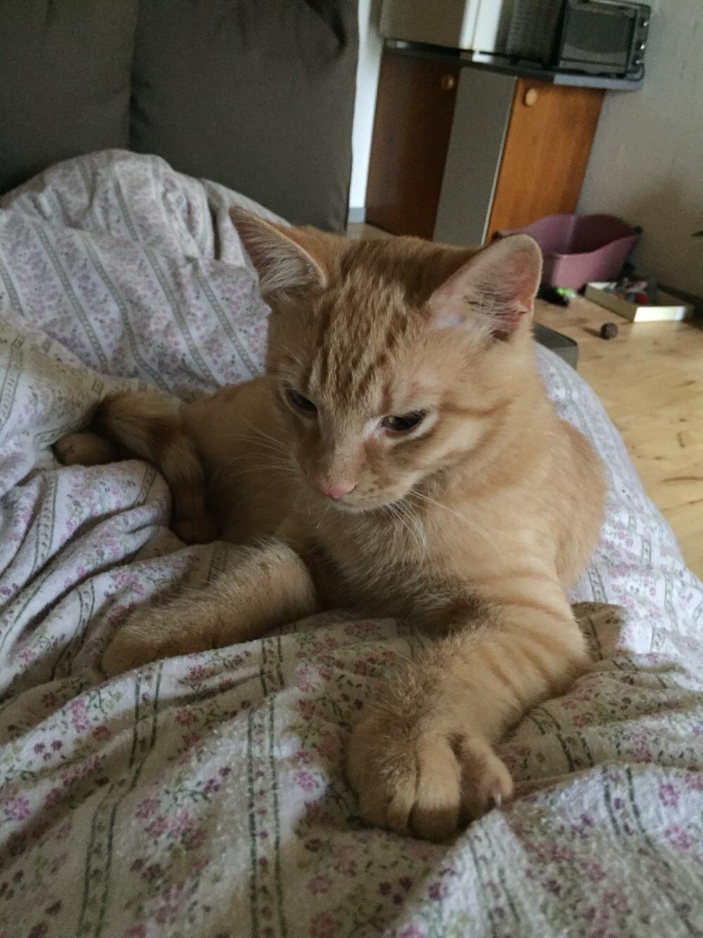 Huskat Louie billede 2