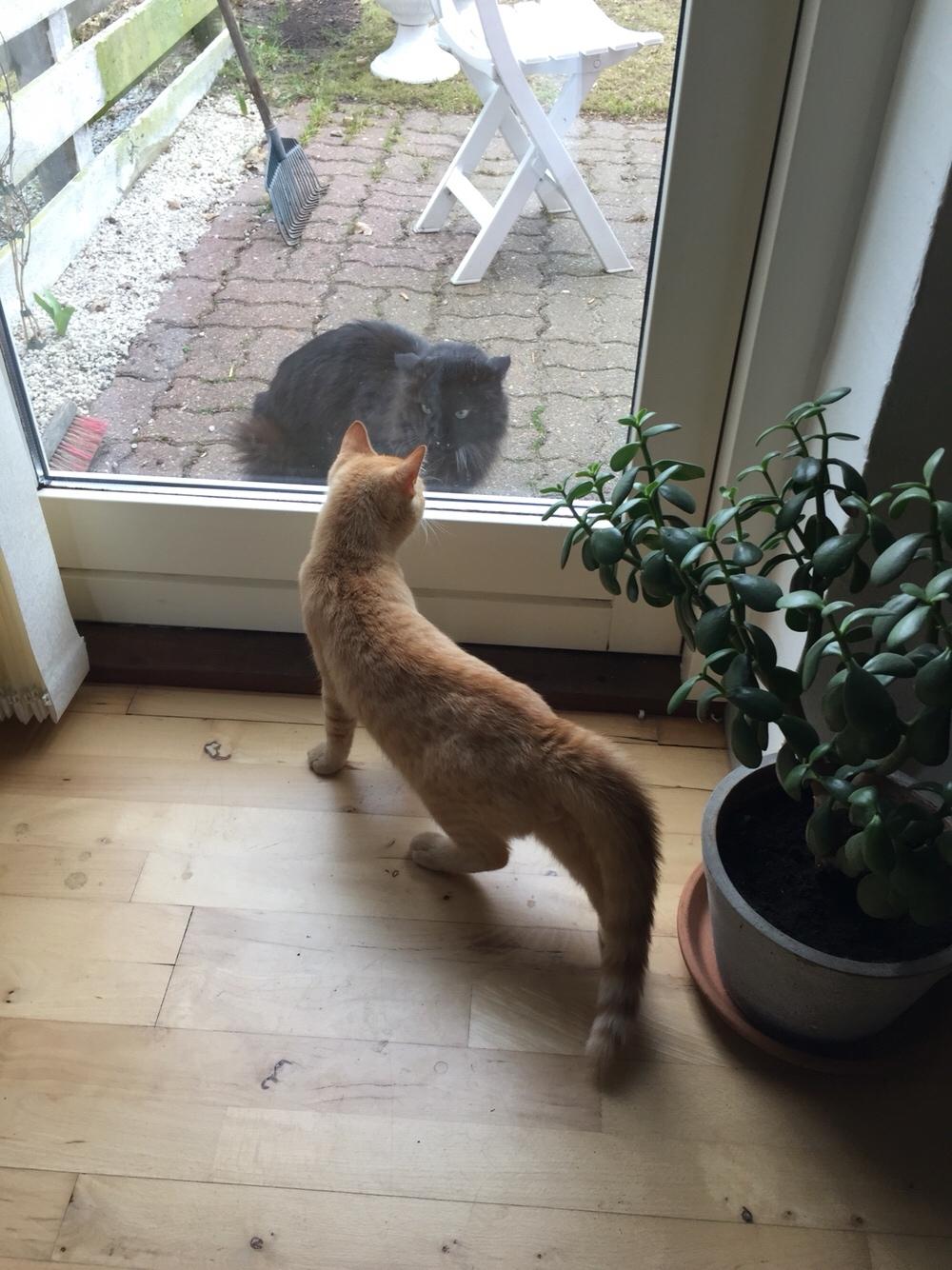 Huskat Louie billede 3