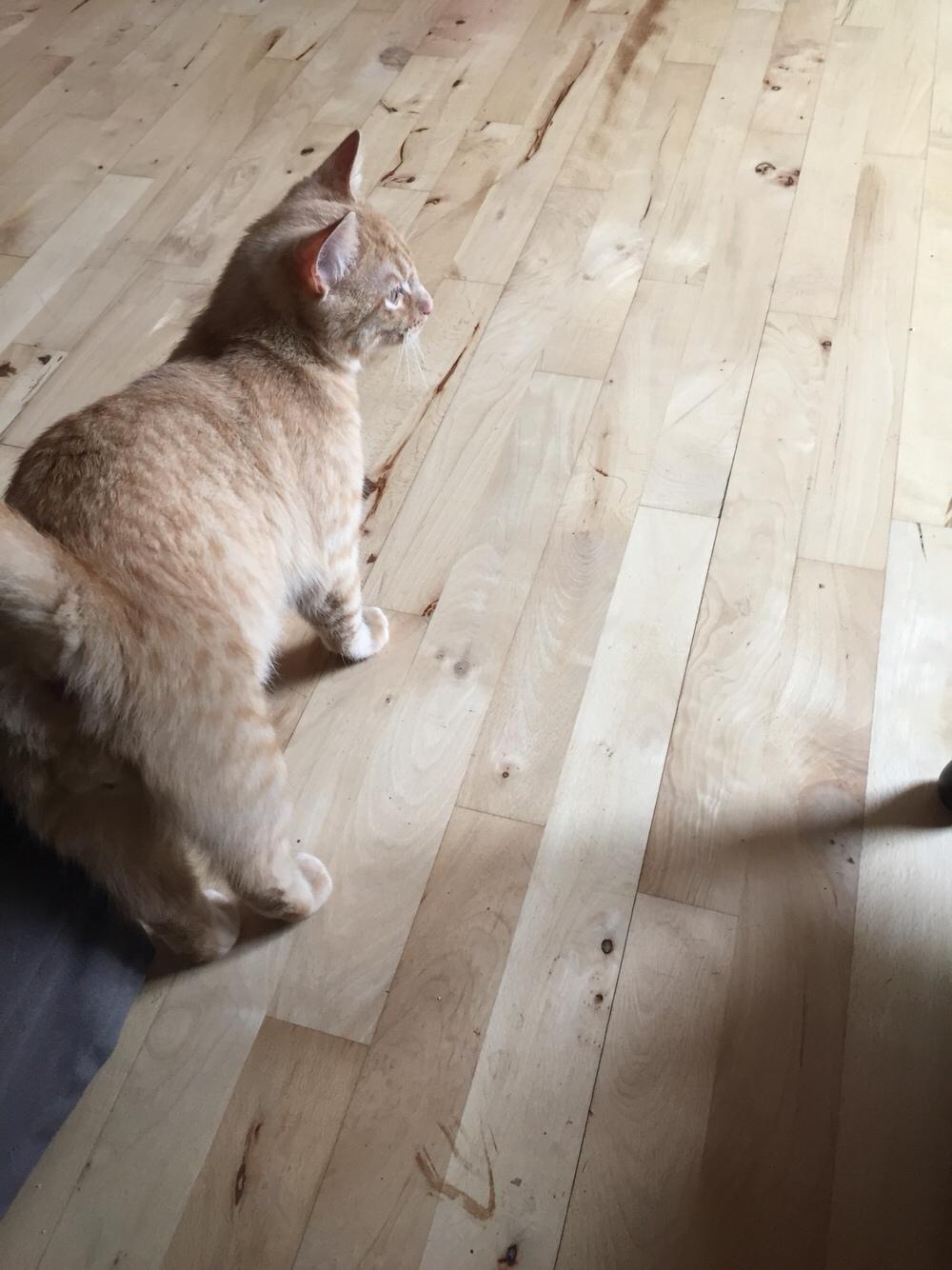 Huskat Louie billede 4