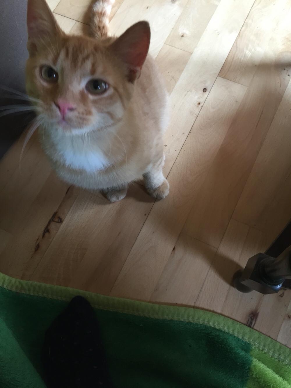 Huskat Louie billede 5