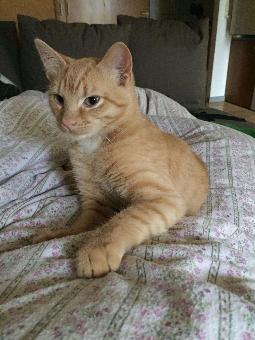 Huskat Louie billede 6