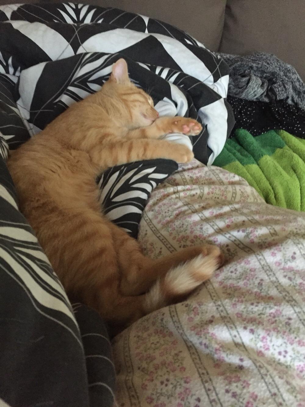 Huskat Louie billede 7