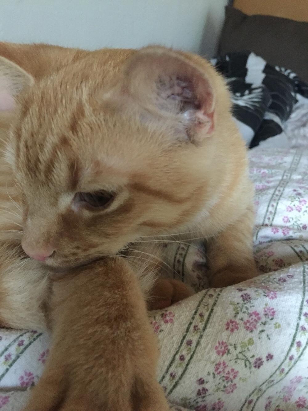 Huskat Louie billede 8