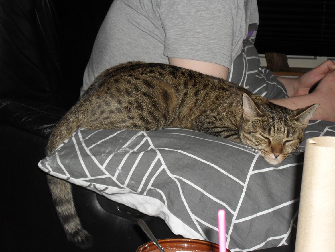 Huskat Nala - 26/3 Nala sover ved sin far, mens han spiller .. En RIGTIG farkat  billede 7