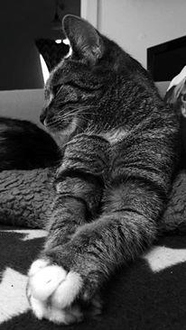 Huskat luna billede 1