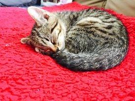 Huskat luna billede 2