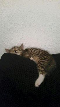 Huskat luna billede 3