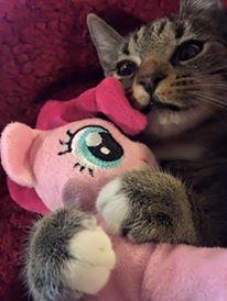 Huskat luna billede 4