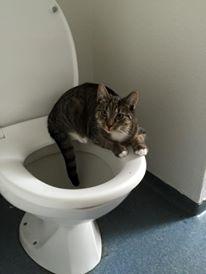 Huskat luna billede 5