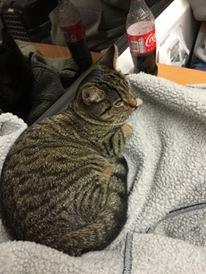 Huskat luna billede 6