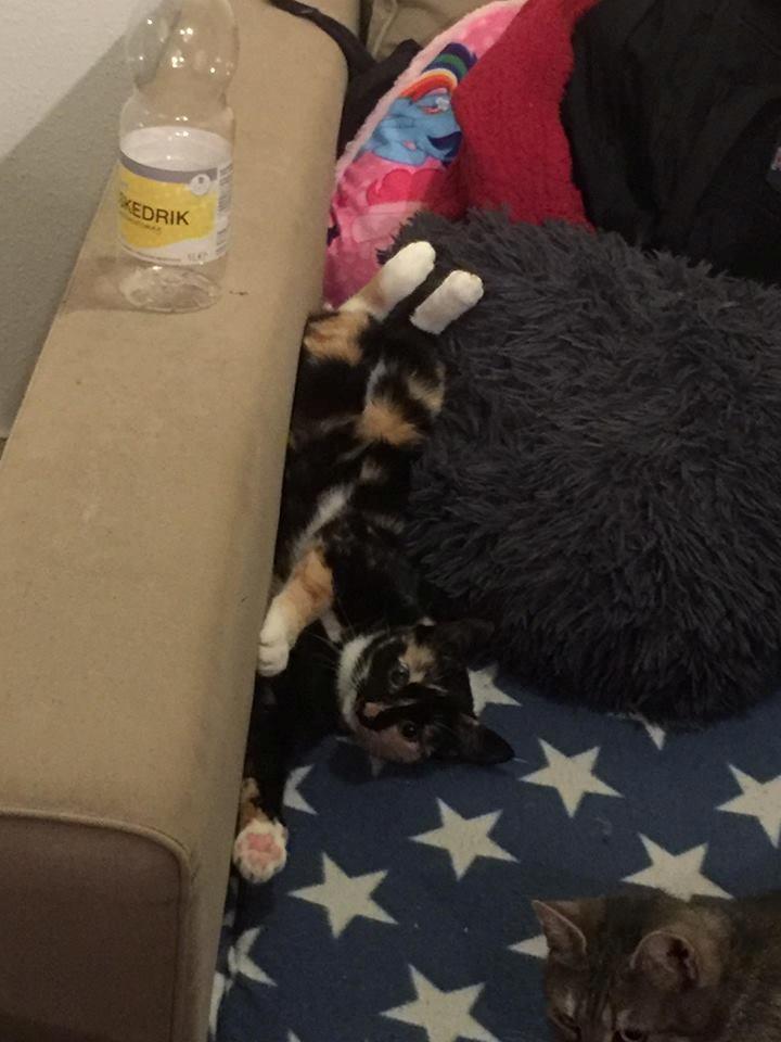 Huskat nova billede 5