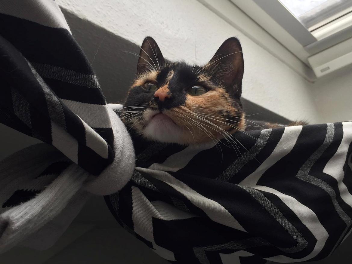 Huskat nova billede 6