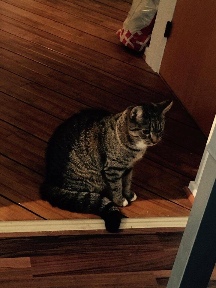 Huskat luna billede 7