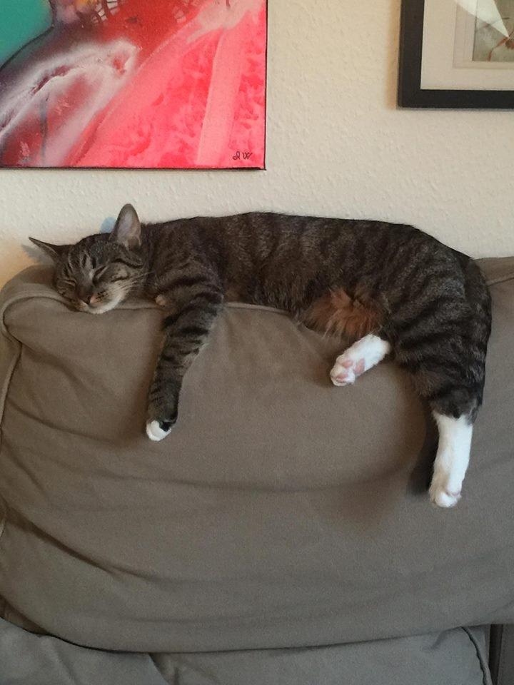 Huskat luna billede 8