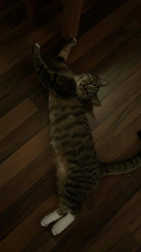 Huskat luna billede 9