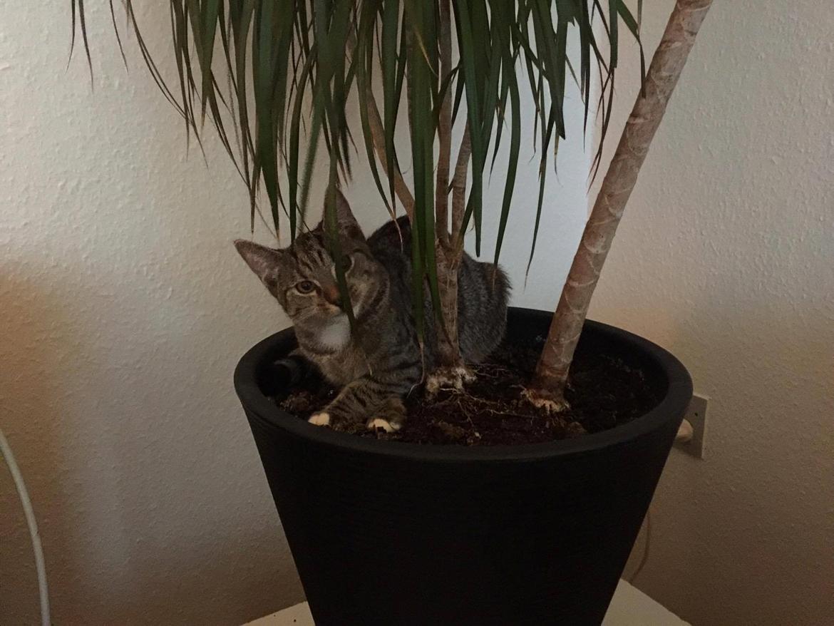 Huskat luna billede 10