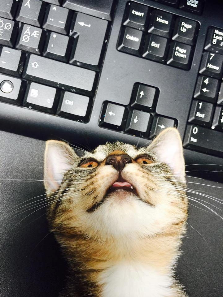 Huskat luna billede 11